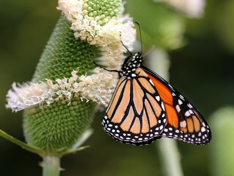 Spiritual butterfly